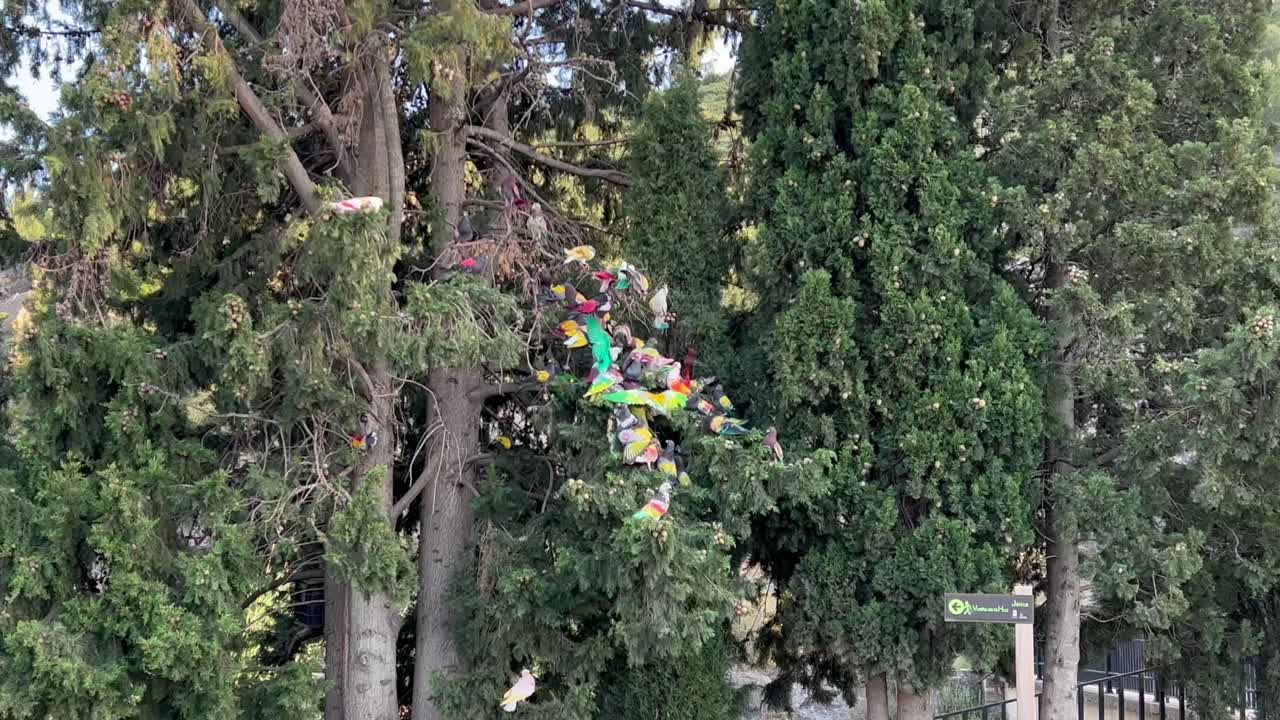 palomas tradicionales de colores en un árbol, españa