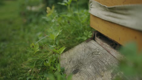 Two-busy-female-worker-bees-fly-into-wooden