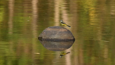 Grey-Wagtail,-Motacilla-cinerea,-4K-Footage,-Huai-Kha-Kaeng-Wildlife-Sanctuary,-Thailand