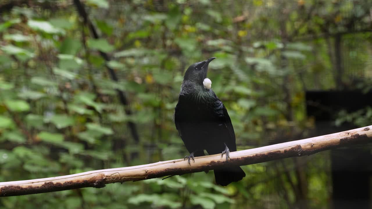 vista en cámara lenta del pájaro tui endémico en nueva zelanda, capturando su elegante salto a lo largo de las ramas bailando hacia adelante y hacia atrás