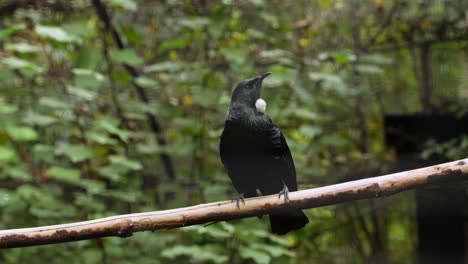 slow-motion view of endemic tui bird in new zealand, capturing its elegant hopping along branch dancing back and forth