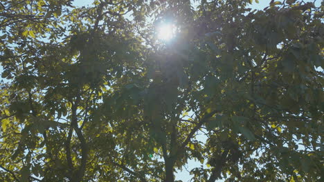 sunlight filtering through a tree