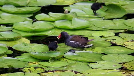 Teichhuhn,-Gallinula-Chloropus