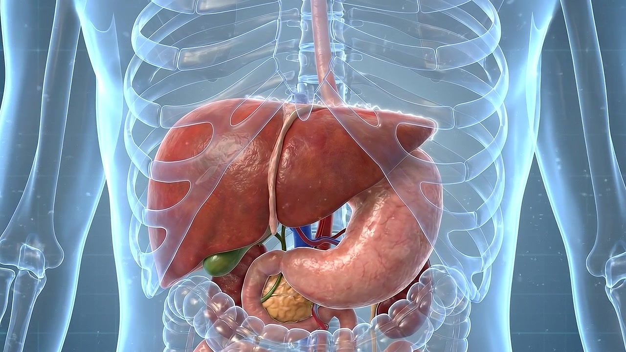 3D Medical Animation of Human Digestive System Organs