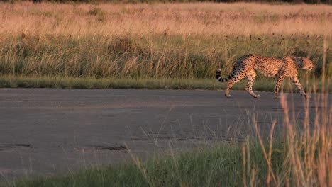 lean and lithe, lone cheetah walks on rural road in africa: med shot