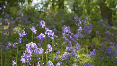 hermoso prado de bluebell en la primavera
