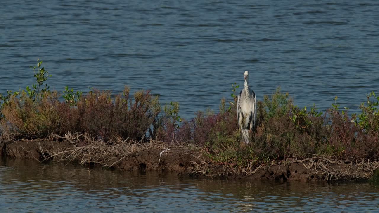 la cámara se desliza hacia la izquierda mientras se aleja mientras mira directamente hacia la cámara, garza gris ardea cinerea, tailandia