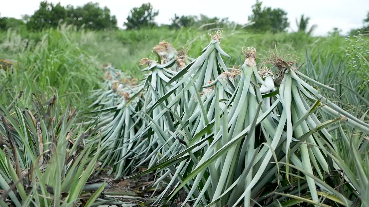 toma de cosecha de piña en gh5 con 12-35 f2