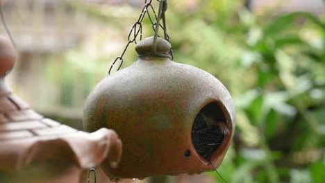 southern house wren bird feeding chicks in an artificial nest