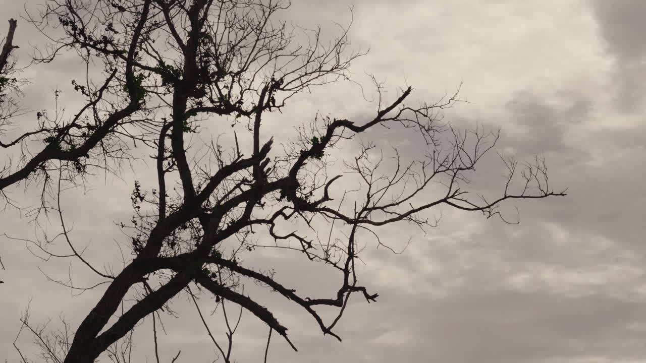 Bare Tree Against Cloudy Sky