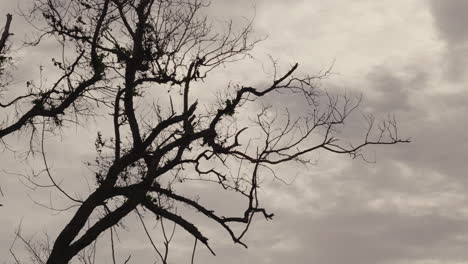 bare tree against cloudy sky