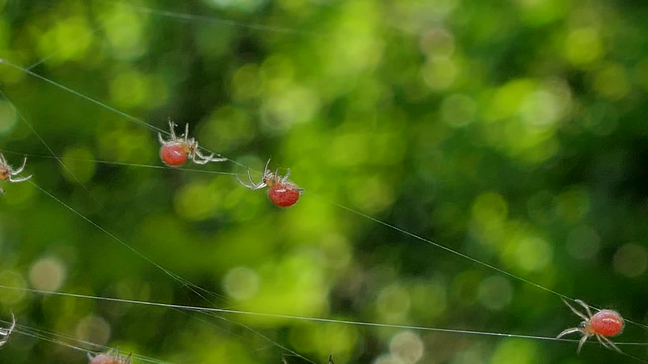 열대 우림의 거미줄에 새로 태어난 거미입니다.