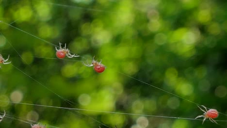 spider, new born, on cobweb in tropical rain forest.