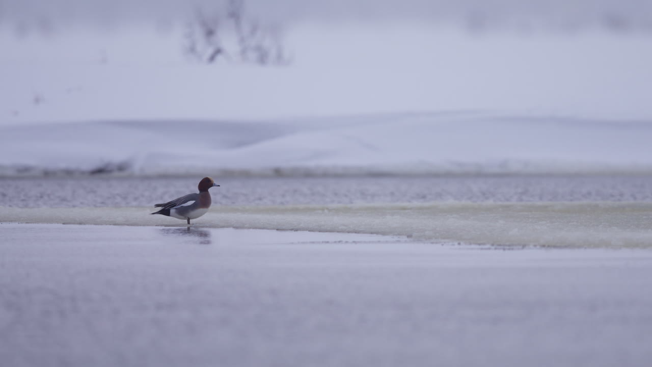 En enslig toppand står på iskanten av en innsjø og roper ut midt på en stille, snødekt vinterdag, medium statisk sakte film