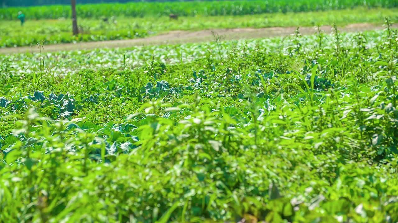 샐러드 재배에 대한 보기를 닫습니다. 패닝 샷