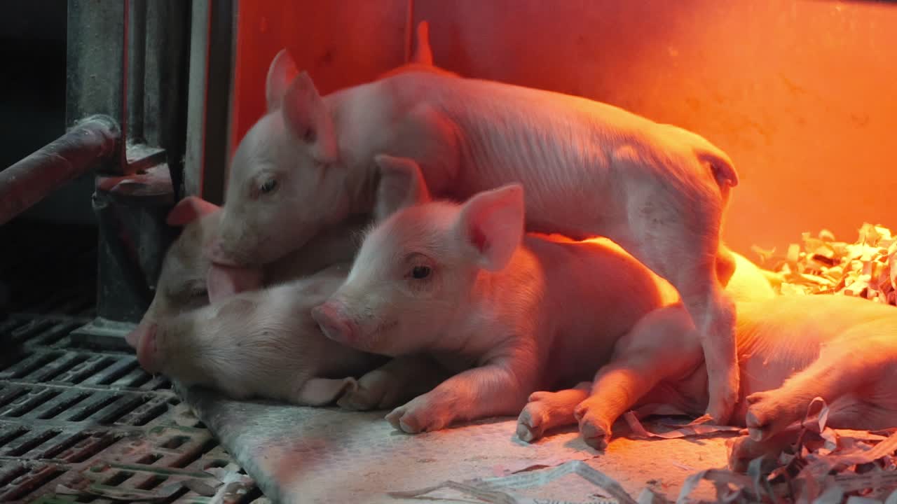 Cute piglets moving on sleeping swine on farm interior