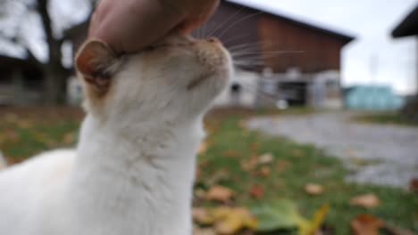 Close-up-of-young-baby-cat-enjoying-stroking-fur-by-hand-outdoors