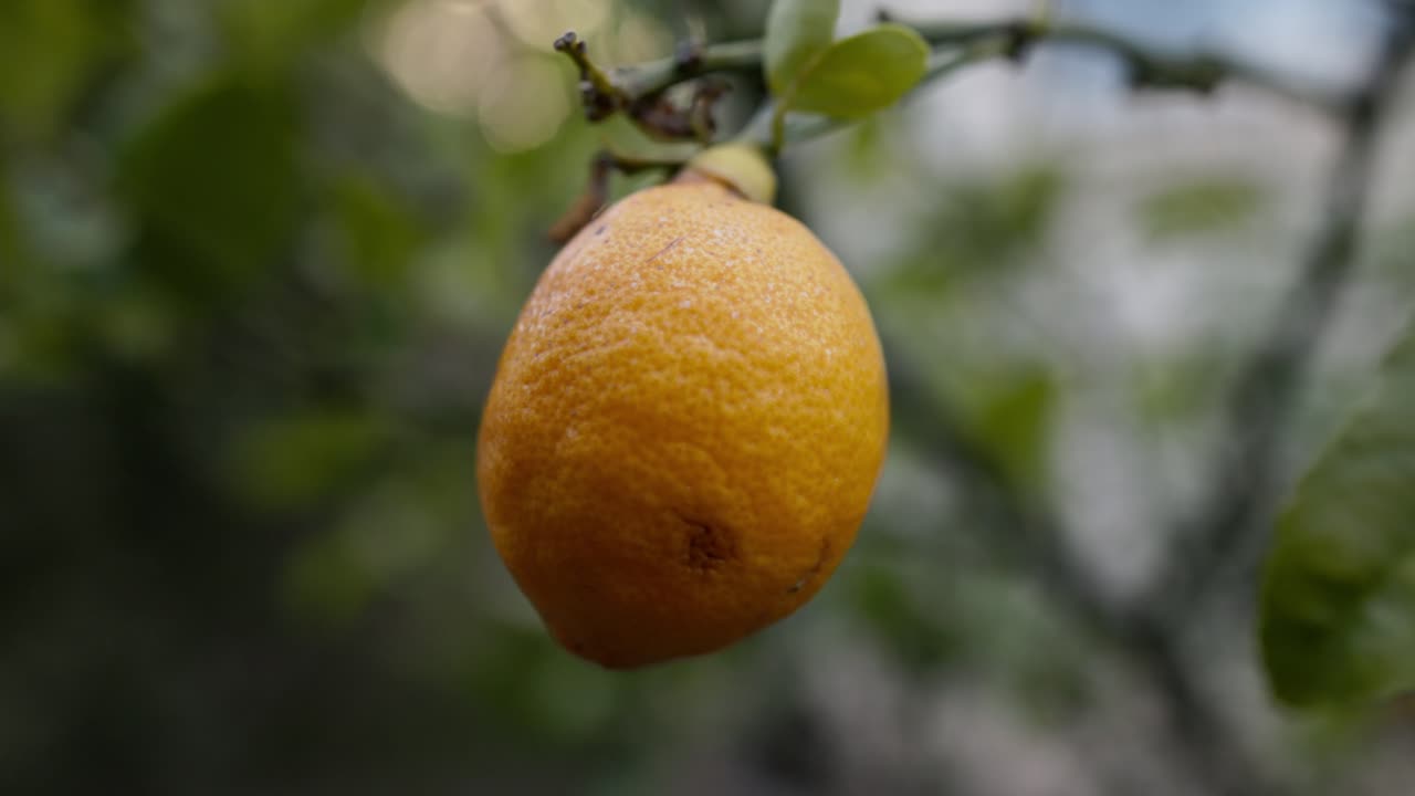 Close-up macro shot of a ripe yellow lemon hanging on a backyard lemon tree, perfect for cooking, gardening, and sustainability themes