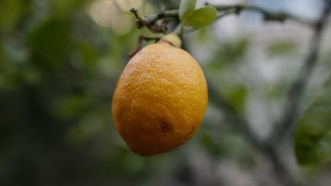 close-up macro shot of a ripe yellow lemon hanging on a backyard lemon tree, perfect for cooking, gardening, and sustainability themes