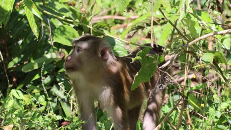 monkey foraging and making faces among foliage