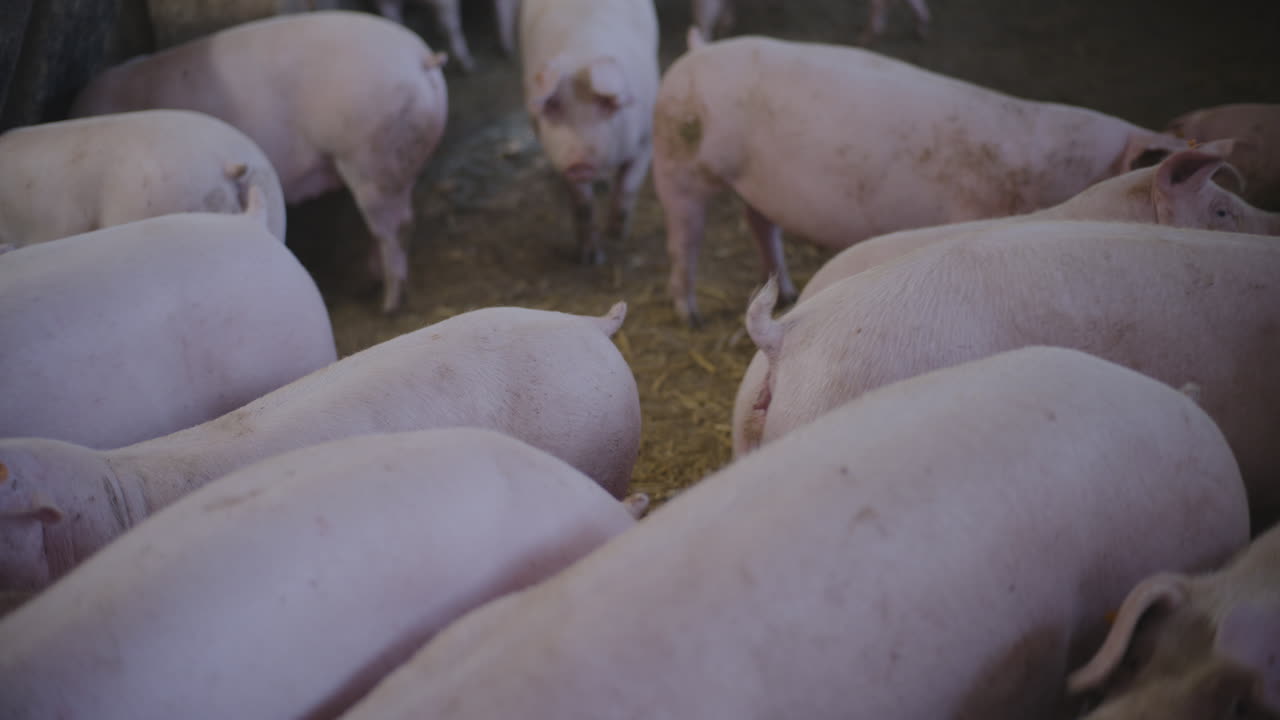 창고에 힌 돼지