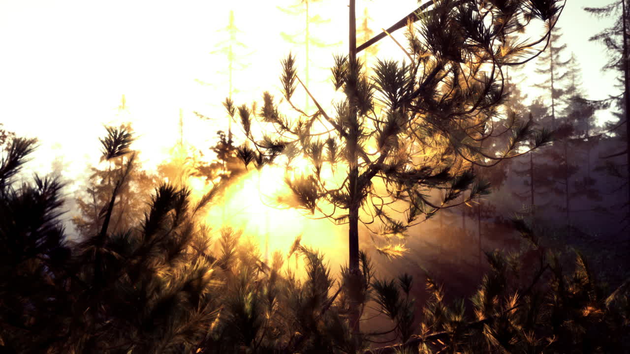 Sunlight filtering through trees in a serene forest at dawn