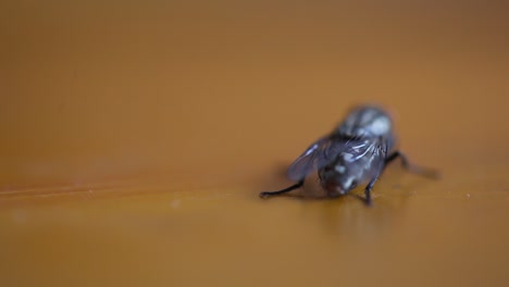 close up common house fly on the table