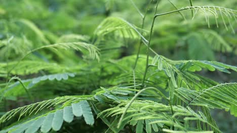 Close-Up-Footage-of-River-Tamarind-Leaves,-Nobody