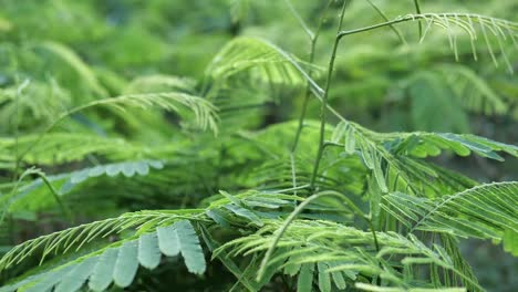 close up footage of river tamarind leaves, nobody