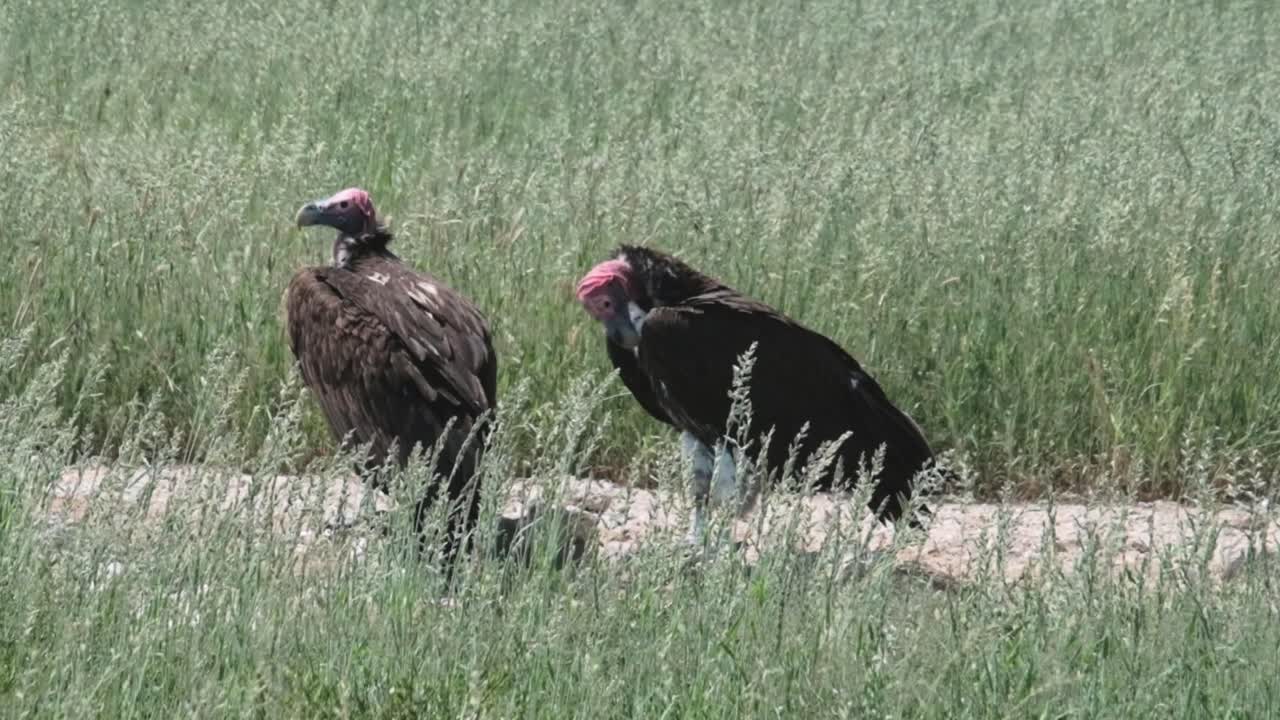 Two vultures at a watering hole in the Kalahari national park