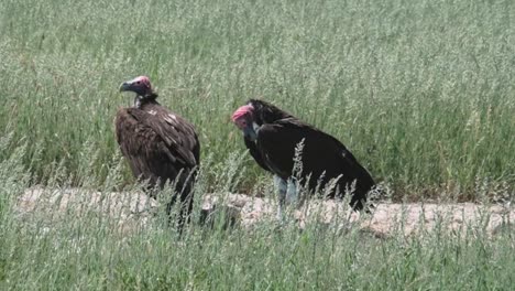 two vultures at a watering hole in the kalahari national park