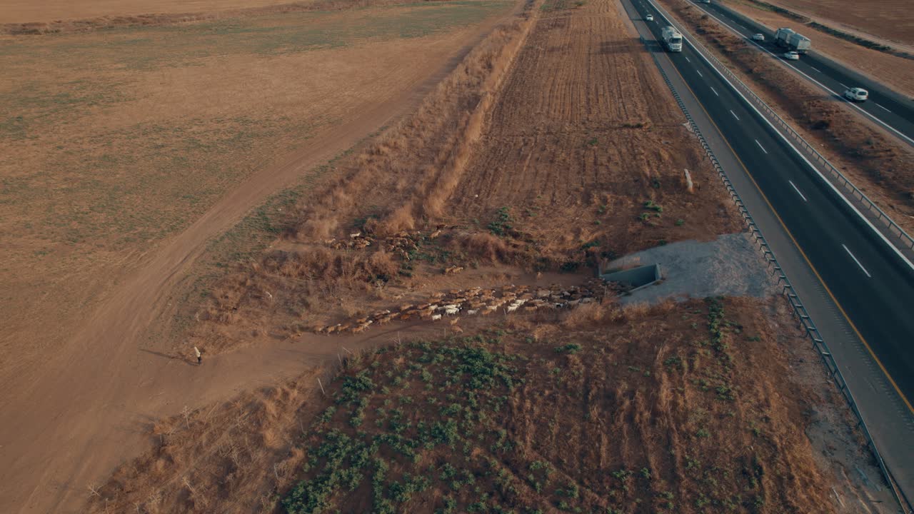 고속도로 아래 터널을 건너는 그의 양들과 목자