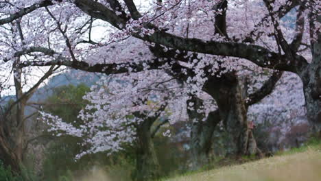 panning video of grass to big cherry blossom trees on arashiyama, japana