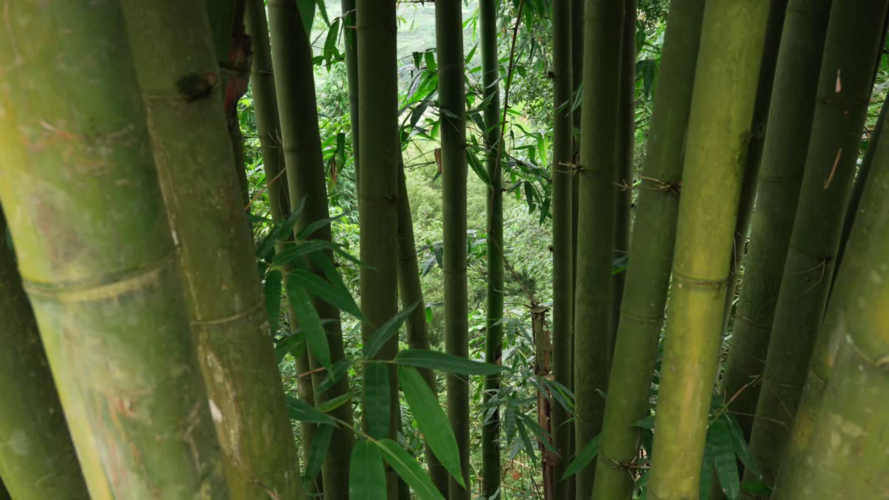 Bamboo forest dense evergreen stems Bambusa tulda nature canopy vegetation