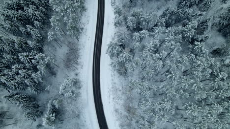 aerial flyover lonely iced road surrounded by beautiful snow covered fir trees in forest during cold winter day