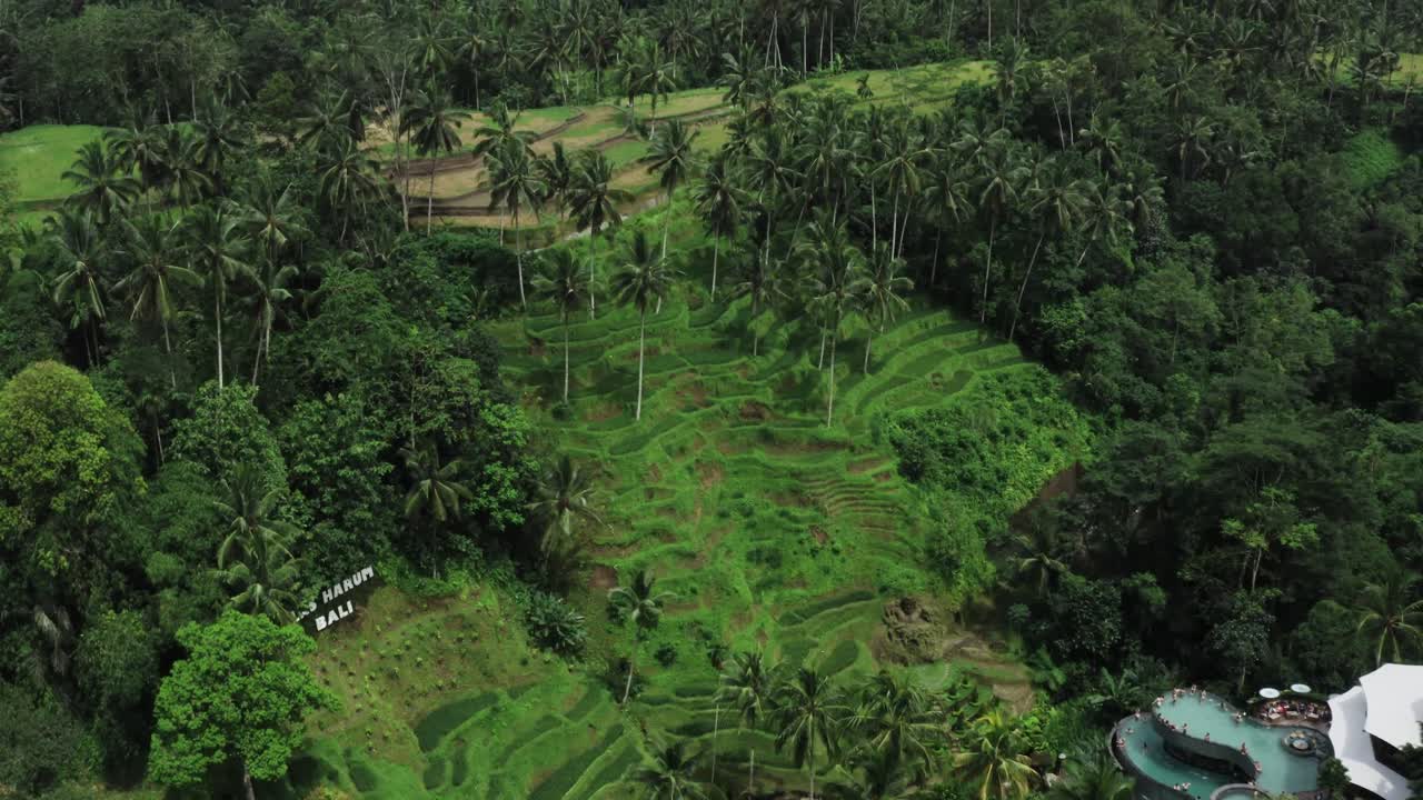 toma aérea de arriba hacia abajo de las palmeras entre los campos de plantaciones verdes en la isla de bali
