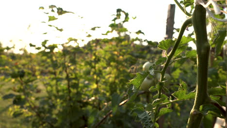 green natural tomatoes growing on a branch, growing tomatoes in the garden, camera moving backward and shot in 4k around fresh tomatoes on the vine, in an organic and homemade plantation