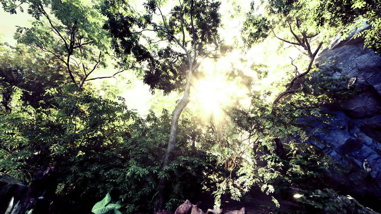 la luz del sol a través del dosel del bosque