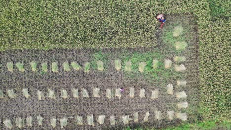 rice harvesting in a paddy field