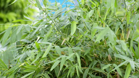 habitat shot of bamboo leaves swaying as it is gently blown by a soft breeze in a rural area in thailand