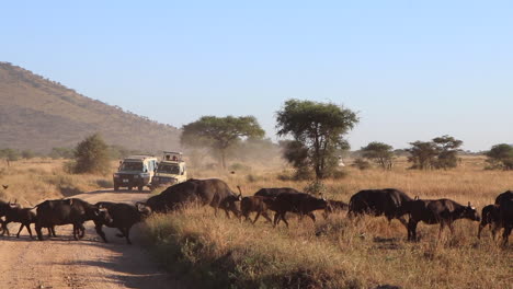 una manada de bafalos de agua corre a través de un camino de tierra frente a vehículos de safari en el serengeti en áfrica, cámara lenta