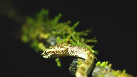 malabar pit viper moving to its night position to lay in ambush its prey around the western ghats of india during night in monsoon wet season, its wonderful to see all the moss along