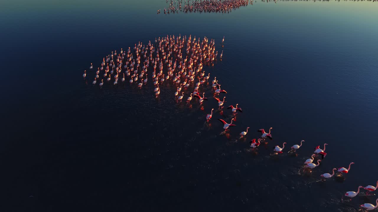 Flamingos walking in water at sunset in a natural habitat scene