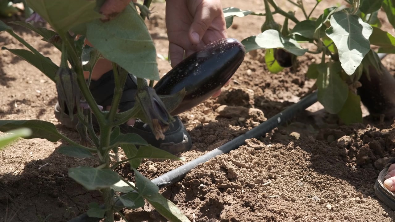 Agricultor cosechando berenjenas frescas en huerto orgánico