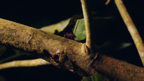 following a leaf cutter ant from below as it walks down the branch with the load of cut leaf in its mandibles