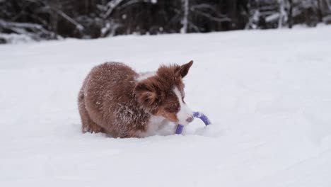 독일 셰이퍼드 (german shepherd) 는 치아에 오렌지색 디스크를 가지고 돌아다닙니다. 오시 강아지는 스노우드리프트 (snowdrift) 에서 작은 파란 장난감 반지로 놀고 있습니다.