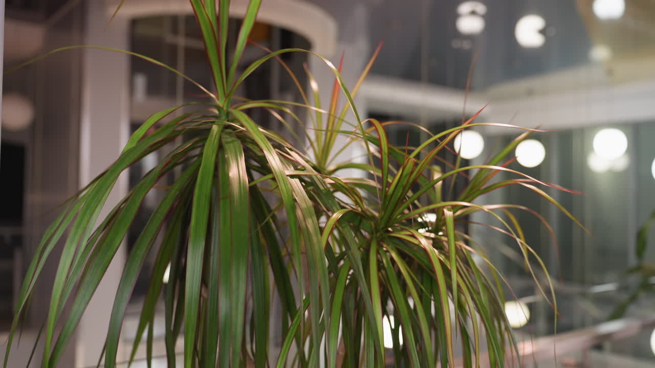 una vista de cerca de una planta en maceta con hojas verdes largas y estrechas y bordes rojos, puesta contra un fondo suavemente borroso con iluminación y decoración interior moderna
