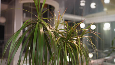 a close-up view of a potted plant with long, narrow green leaves and red edges, set against a softly blurred background featuring modern indoor lighting and decor