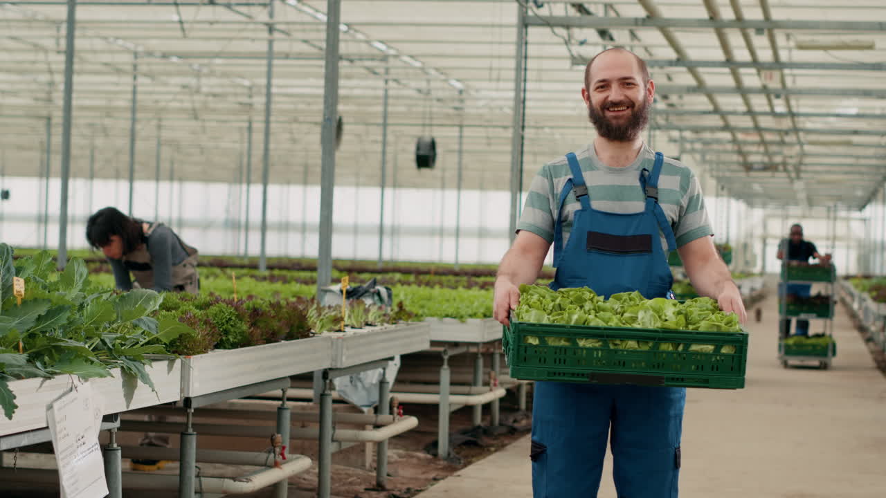 Farmers harvesting lettuce in greenhouse