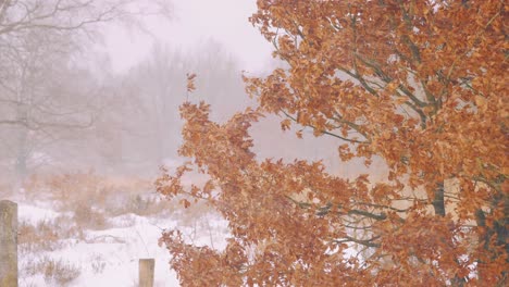 heavy snow falling on a tree, veluwe national park, netherlands, medium shot